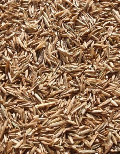 Perennial Ryegrass Seeds for Planting - Premium Quality Rye Grass Seed (1/2 Pound)