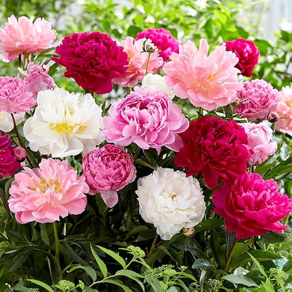 Mixed Peony Seeds for Planting - 100 Peony Seeds Non-GMO Heirloom Seeds