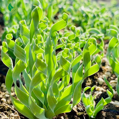 Albuca Concordiana (bulb only), 0.5"-1", Live Plant Rare Succulents