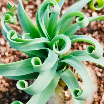 Albuca Concordiana (bulb only), 0.5"-1", Live Plant Rare Succulents