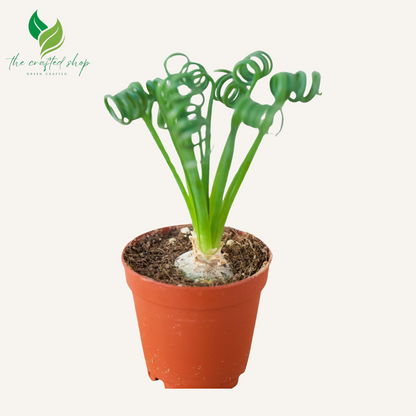 Albuca Spiralis | Frizzle Sizzle | Corkscrew Albuca | Live Plants 1.5 inch wide soil