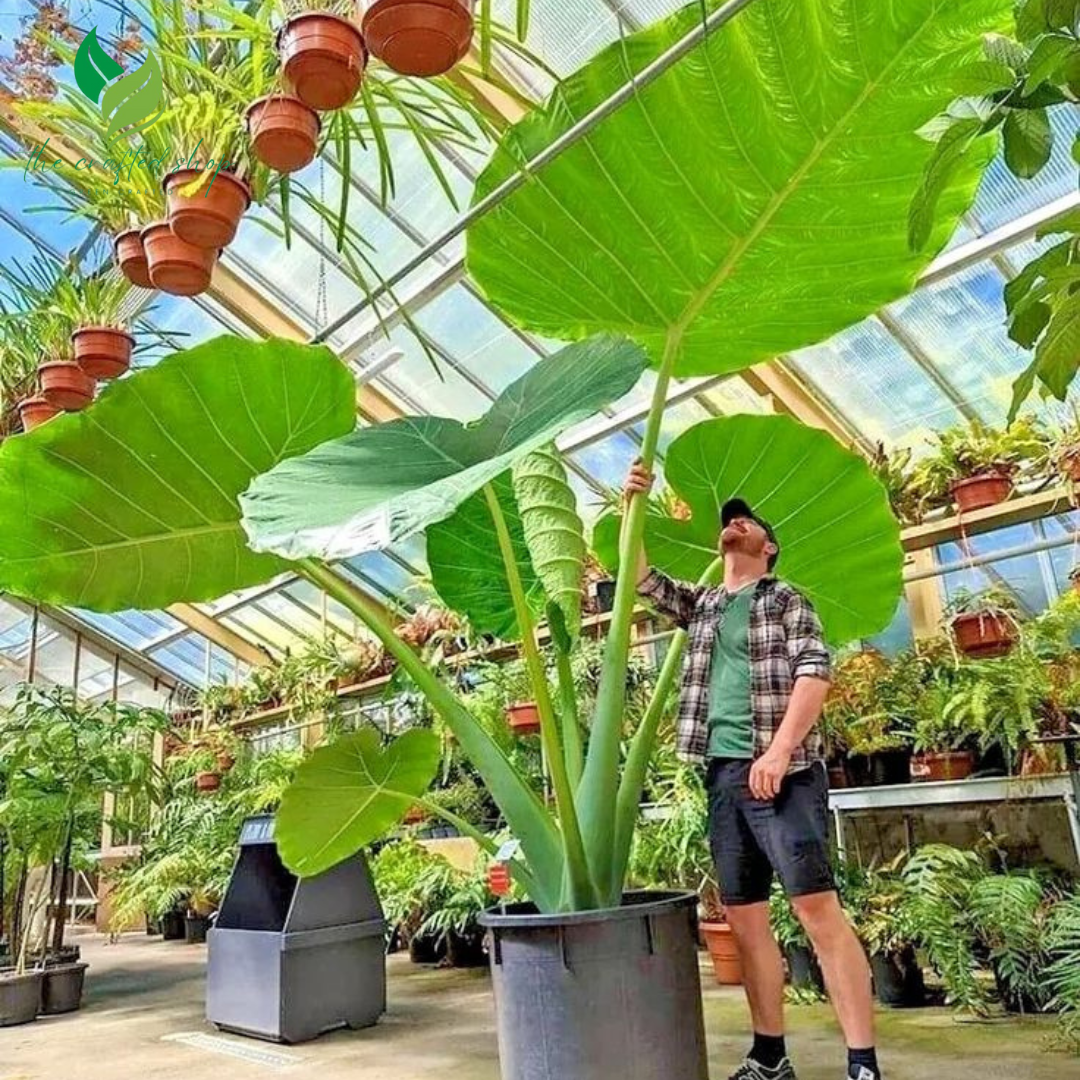 Alocasia Calidora – Giant Elephant Ear Plant | 2ft Tall Live Plant | Lush Tropical Foliage for Home & Garden