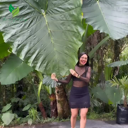 Alocasia Calidora – Giant Elephant Ear Plant | 2ft Tall Live Plant | Lush Tropical Foliage for Home & Garden