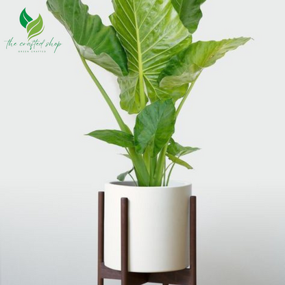 Alocasia Calidora – Giant Elephant Ear Plant | 2ft Tall Live Plant | Lush Tropical Foliage for Home & Garden