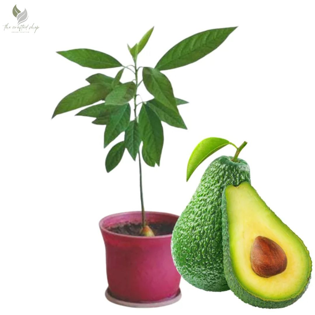 Dwarf Avocado HASS Tree Live Plant – Creamy Avocado Variety 4-Inch Pot
