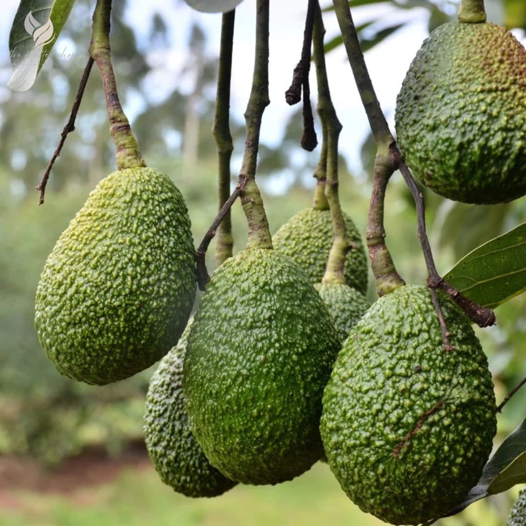 Dwarf Avocado HASS Tree Live Plant – Creamy Avocado Variety 4-Inch Pot