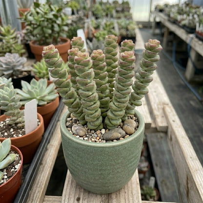 Rare Crassula Rupestris close-up