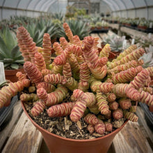 Decorative necklace succulent indoors