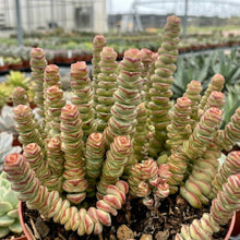 Low maintenance indoor succulent