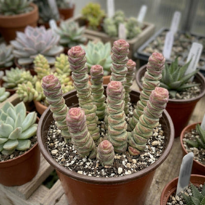 Baby Necklace succulent in nursery pot