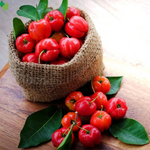 Dwarf Barbados Cherry Live Plant-  Gardens Starter Plant