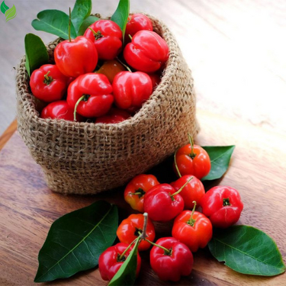 Dwarf Barbados Cherry Live Plant-  Gardens Starter Plant