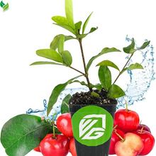 Dwarf Barbados Cherry Live Plant-  Gardens Starter Plant