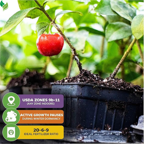 Dwarf Barbados Cherry Live Plant-  Gardens Starter Plant
