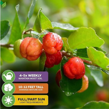 Dwarf Barbados Cherry Live Plant-  Gardens Starter Plant