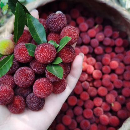Bayberry (Myrica) Seeds – 50 Count Pack for Home Garden Growing