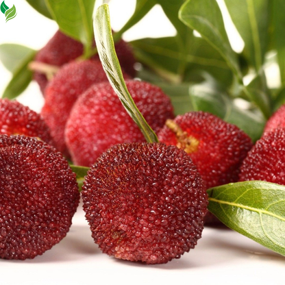 Bayberry (Myrica) Seeds – 50 Count Pack for Home Garden Growing