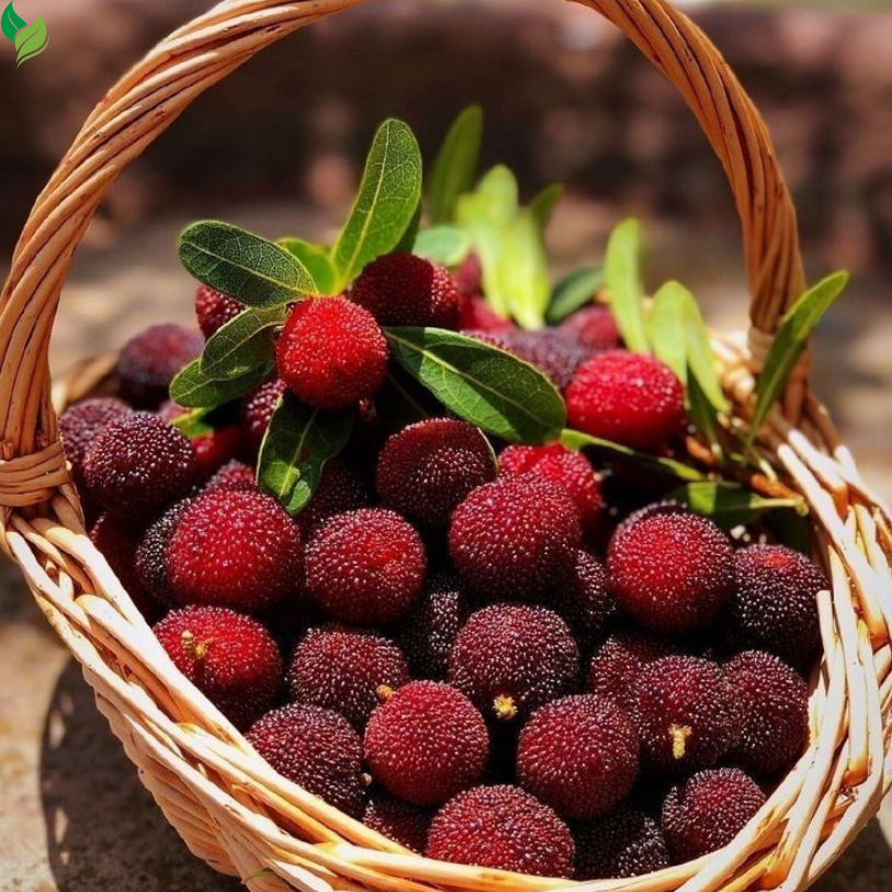 Bayberry (Myrica) Seeds – 50 Count Pack for Home Garden Growing