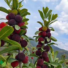 Bayberry (Myrica) Seeds – 50 Count Pack for Home Garden Growing