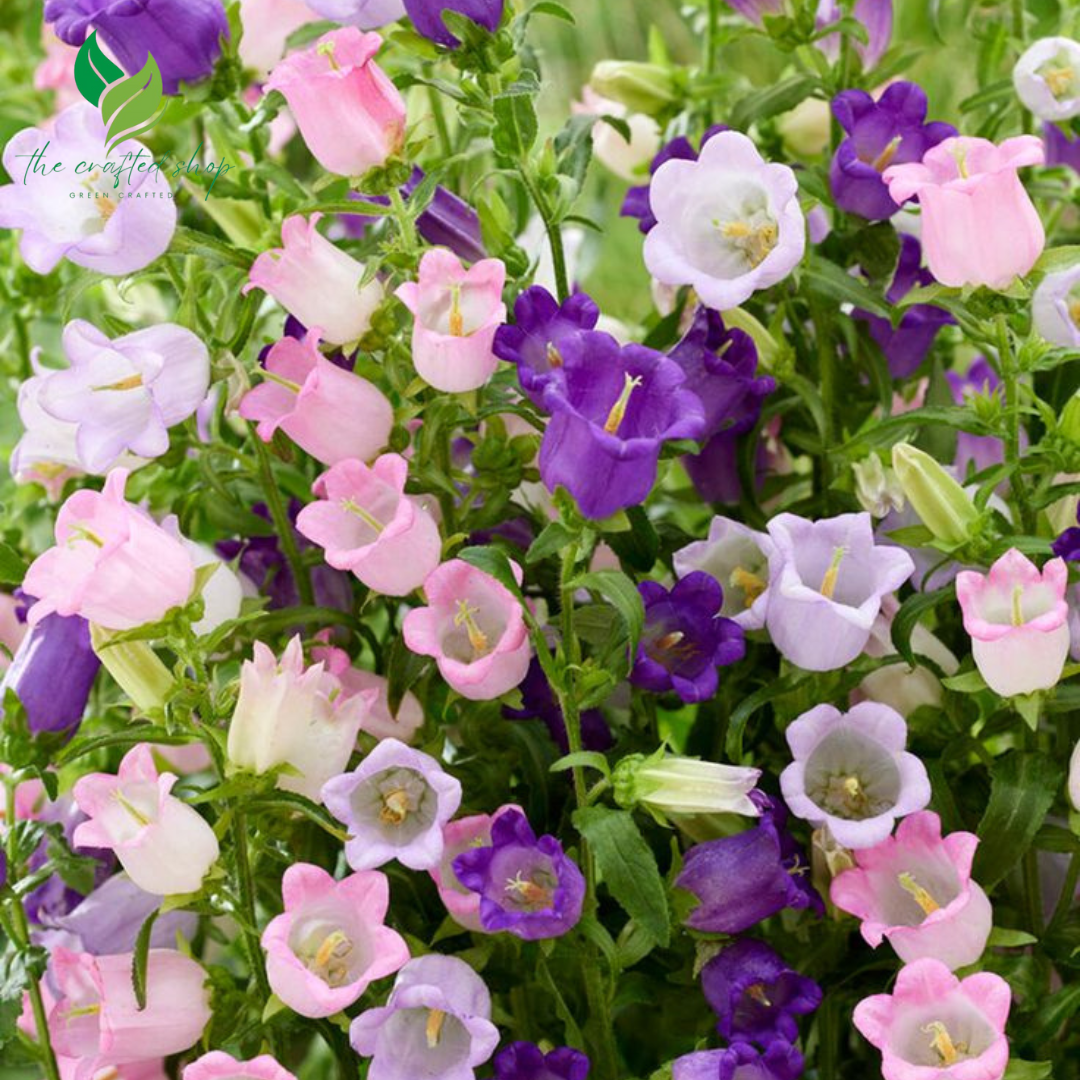 Bell Flower Seeds – 2,000 Seeds Pack