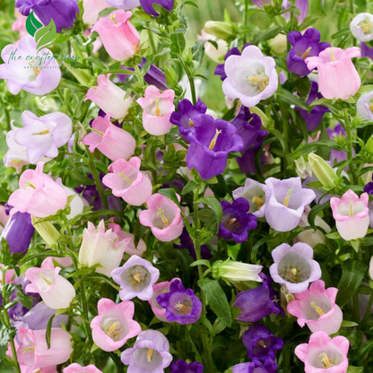 Bell Flower Seeds – 2,000 Seeds Pack