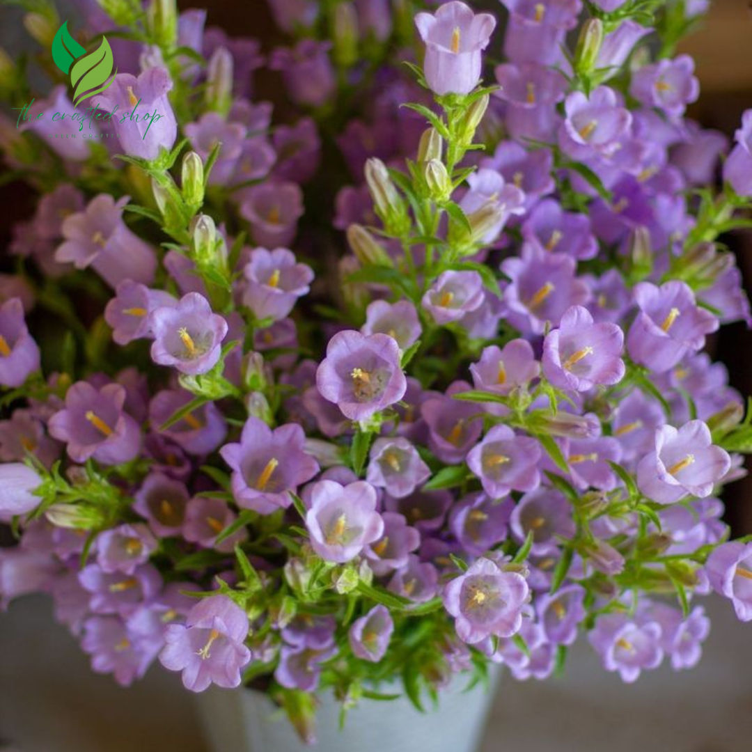 Bell Flower Seeds – 2,000 Seeds Pack