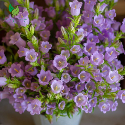Bell Flower Seeds – 2,000 Seeds Pack