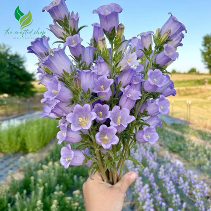 Bell Flower Seeds – 2,000 Seeds Pack