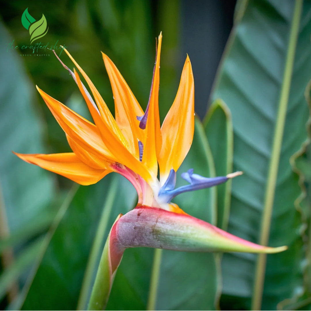 Bird of Paradise Flower Seed Bundle ( 5 seeds)- Great Indoor Tropical Plant or Bonsai