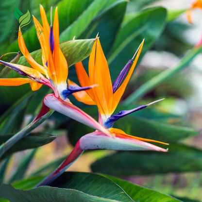 Bird of Paradise Flower Seed Bundle ( 5 seeds)- Great Indoor Tropical Plant or Bonsai