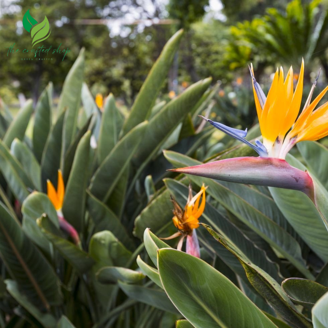 Bird of Paradise Flower Seed Bundle ( 5 seeds)- Great Indoor Tropical Plant or Bonsai