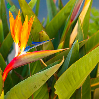 Bird of Paradise Flower Seed Bundle ( 5 seeds)- Great Indoor Tropical Plant or Bonsai