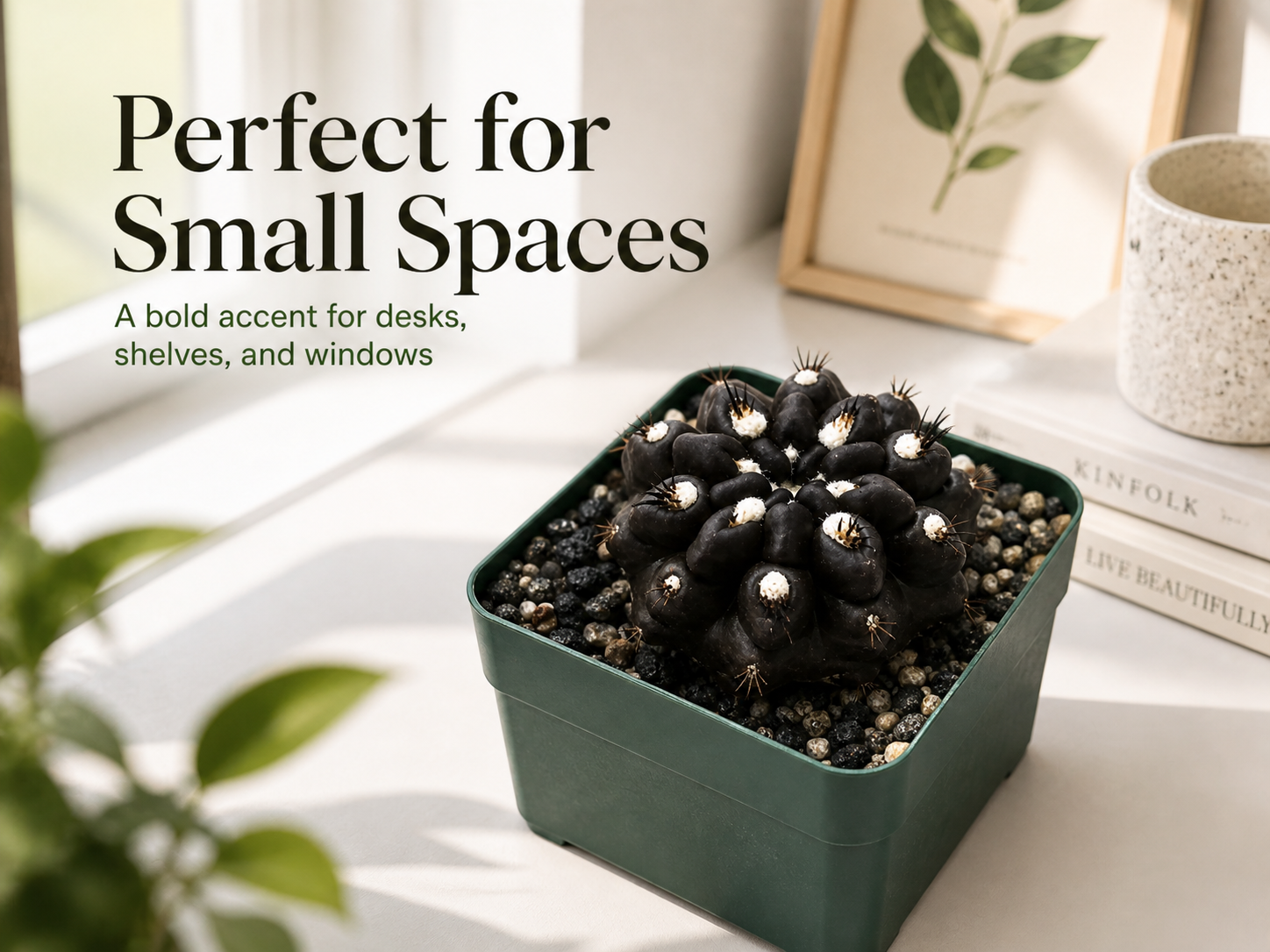 Compact black cactus in nursery pot for home decor