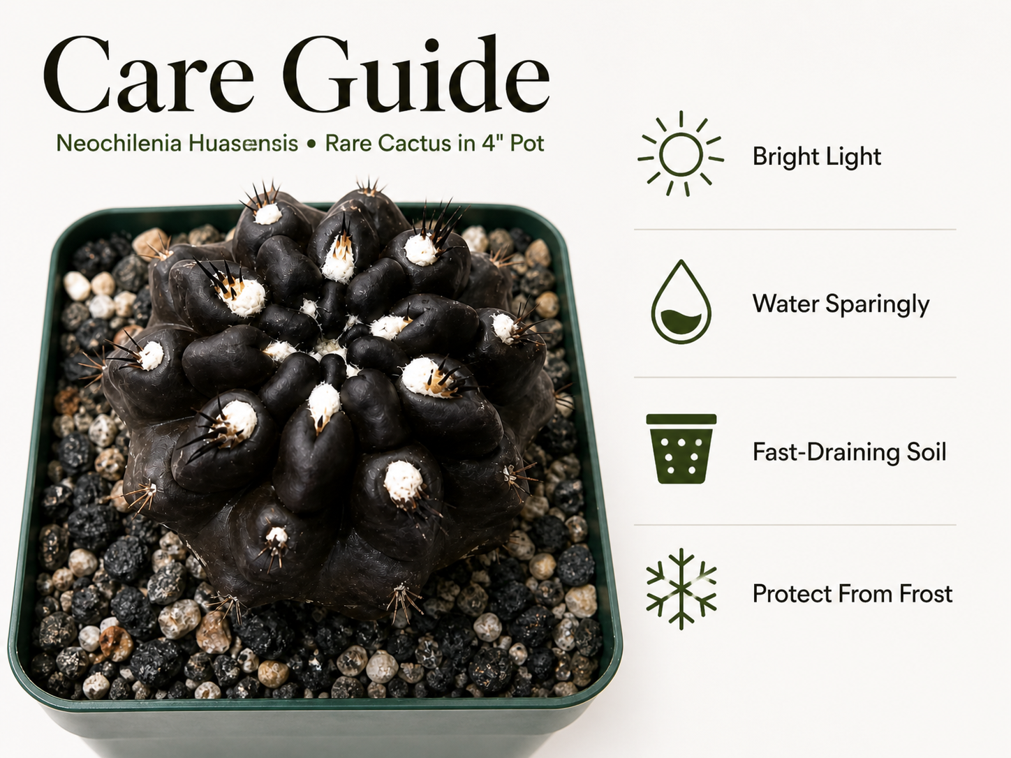 Live Neochilenia huascensis cactus with dark spines