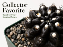Rare black cactus plant for indoor succulent collection