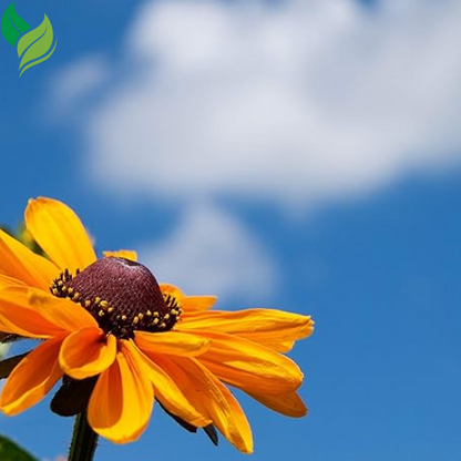 Black Eyed Susan Seeds for Planting, 5000 Seeds, Giving You Beautiful Black Eyed Susan Flowers, Non-GMO, Heirloom Seed Varieties