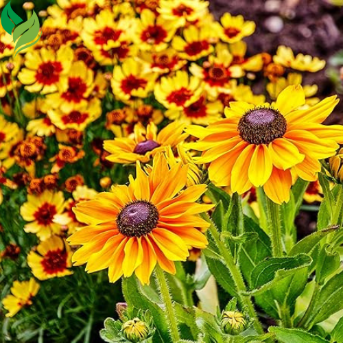 Black Eyed Susan Seeds for Planting, 5000 Seeds, Giving You Beautiful Black Eyed Susan Flowers, Non-GMO, Heirloom Seed Varieties