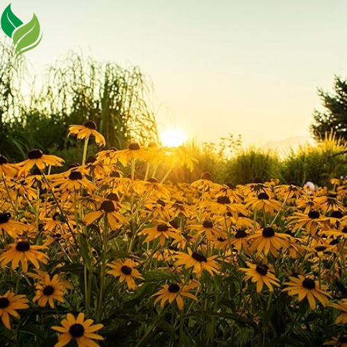 Black Eyed Susan Seeds for Planting, 5000 Seeds, Giving You Beautiful Black Eyed Susan Flowers, Non-GMO, Heirloom Seed Varieties