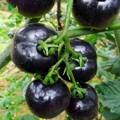 garden pearl tomato seeds Black Pearl Tomato Seeds – The Crafted Shop