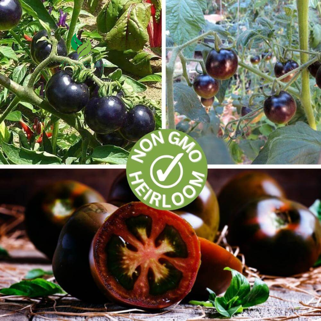 Black Pearl Tomato Seeds