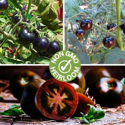 Black Pearl Tomato Seeds