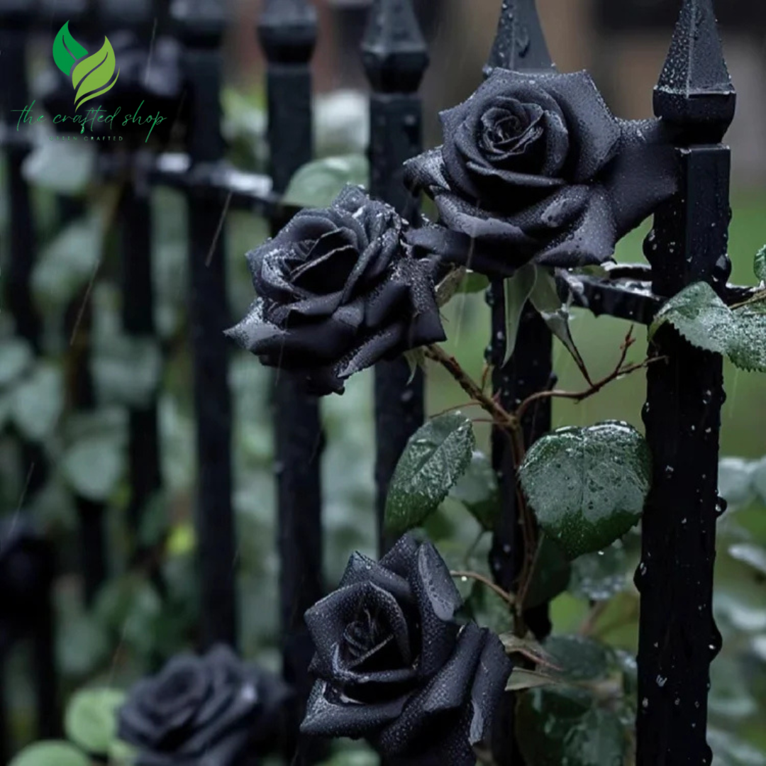 Black Rose Seeds – 200+ Home Garden Flower Seeds – The Crafted Shop