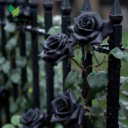 200+ Black Rose Seeds Rose Seeds Home Garden Flower Plant