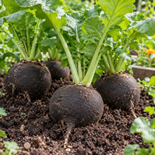 Black Spanish round radishes growing in rich garden soil