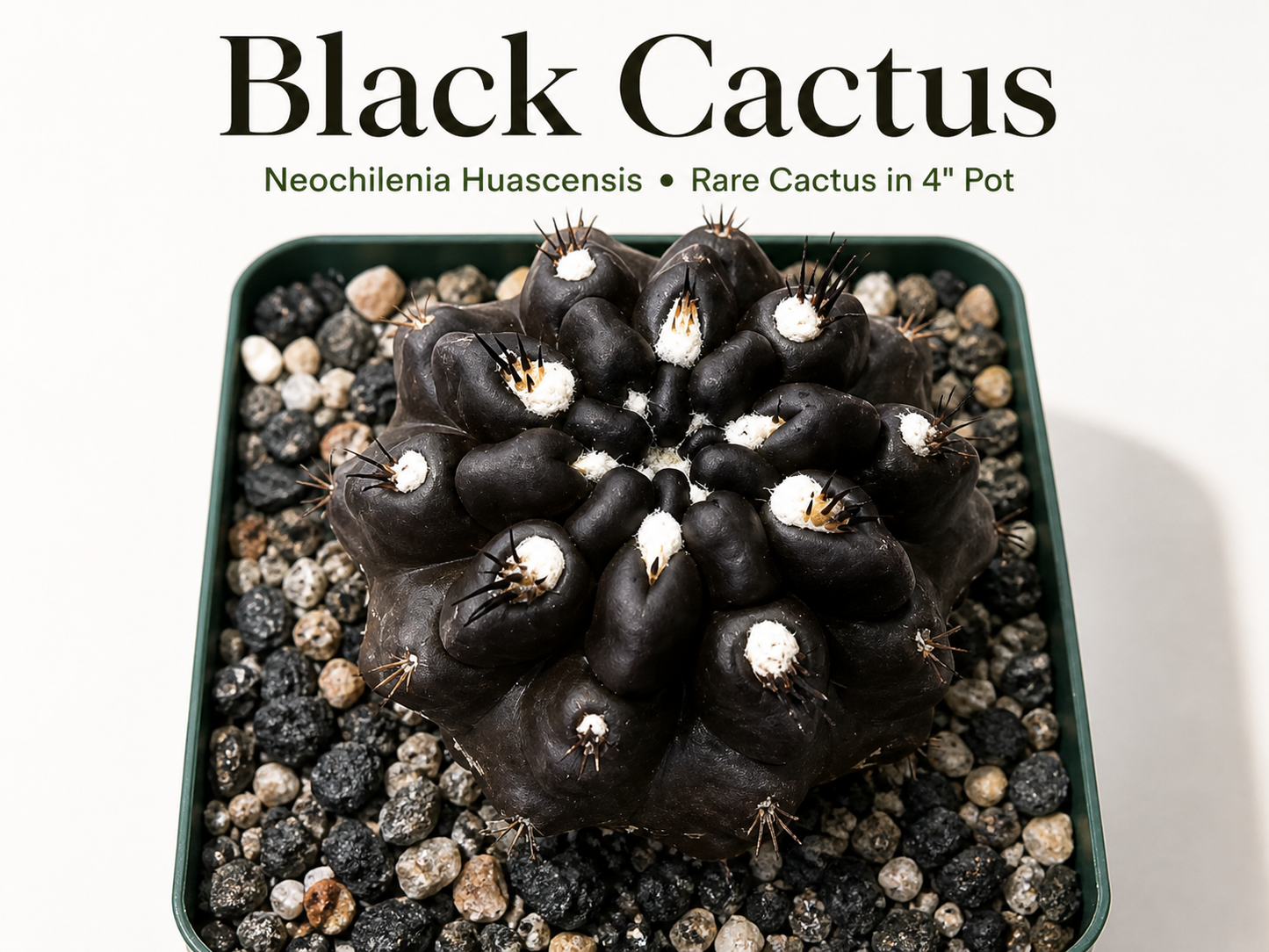 Black Neochilenia huascensis cactus in 4 inch pot