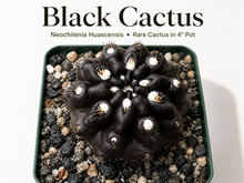 Black Neochilenia huascensis cactus in 4 inch pot
