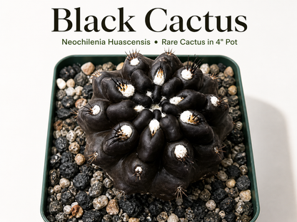 Black Neochilenia huascensis cactus in 4 inch pot