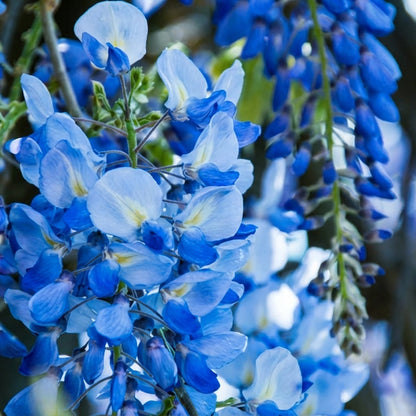 Close-up of blue flowers with a blurred background