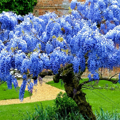 Blue Moon Wisteria Vine Live Plant (6–10”) – Fragrant Climbing Flowering Garden Vine