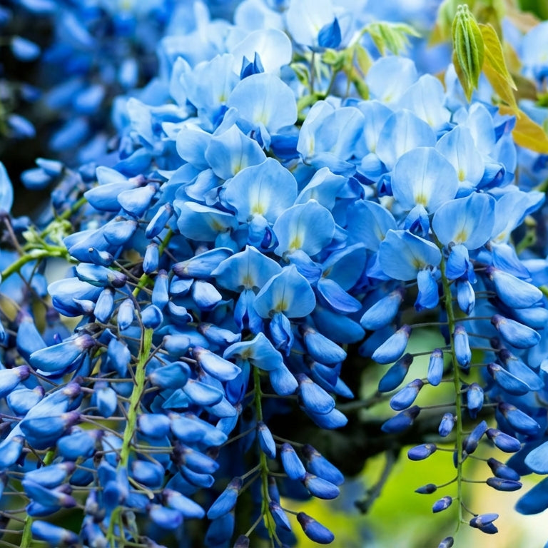 Close-up of blue flowers with a blurred natural background